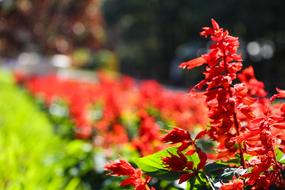 red Flower in Botanical Garden