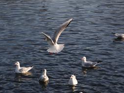 Birds The Seagulls Sea ​​Birds