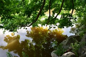 Green Plants mirroring on water