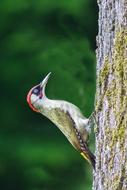 Bird Green Woodpecker