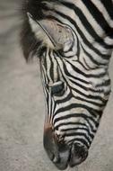 Plains Zebra Head Closeup view