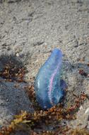 Man-Of-War Danger Beach