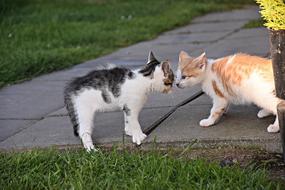 of a gray and red kitten