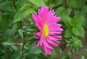 Flower Marguerite Bright Pink
