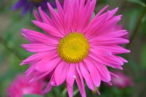Flower Bright Pink Marguerite