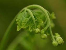 green Fern Leaf Frond