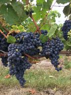 Black Grape Vine Touraine