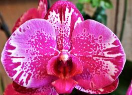 Flower Orchid Pink