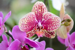 Orchid Flower Blossom