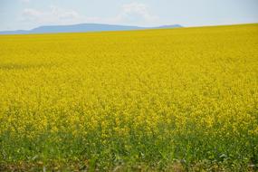 Field Agriculture Landscape