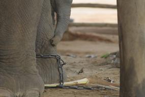 Elephant Nature The Environment