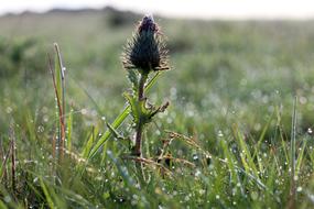 Bud Thistle