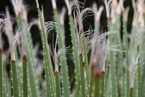 green aloe plants