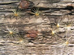 Wood Texture