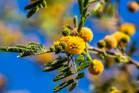Desert Tree Bloom