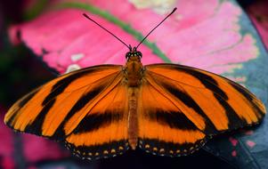 Butterfly Insect Nature