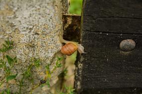 snail on fence in nature