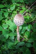 Mushrooms Nature Parasol Mushroom