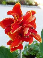 Flower Canna Red
