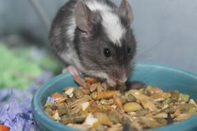 funny little mouse eats