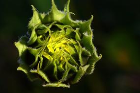 Sunflower Dew Morgentau Drops Of