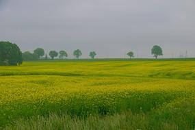 Rapeseed Field Nature