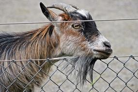Goat Dwarf Zoo