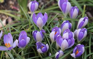 Crocus Spring Flowers