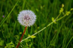 dandelion Plant in Green grass