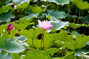 Lotus Flowers Plants blooming