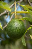 photo of ripe avocado on a branch