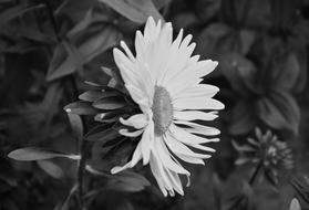 Daisy Flower Photo Black White
