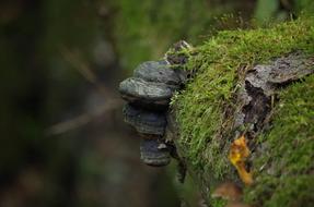 Mossy Mushrooms Log in Autumn