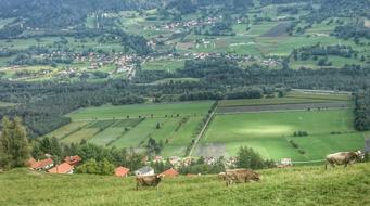 Panorama Mountains Alpine Cow
