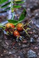 Rose-Hip Herb Plant