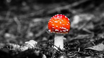 toxic Mushrooms Fly Agaric