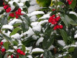Ilex Berry Tree