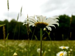 closeup photo of wild chamomile flower