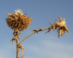 Thistle Plant Flower