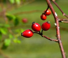 Rose Hip Bush Rosebush