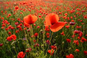 Poppy Meadow Flower