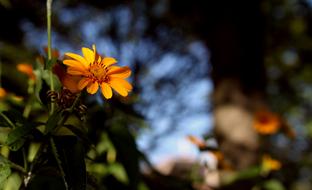 Flower Summer Nature