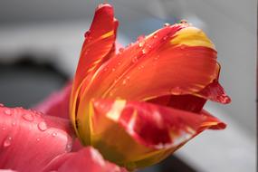 Cherry Wood Season Branch