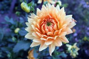 Orange Dahlia Ora