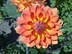 Dahlia Flower Blossom