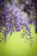 Wisteria Purple Spring