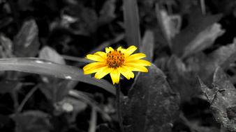 Wildflower Yellow Nature Black And