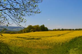 Landscape Field Nature view