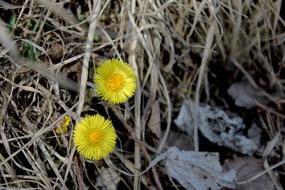Autumn Flower Nature