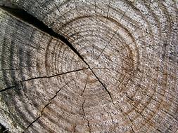Wood Trunk Texture